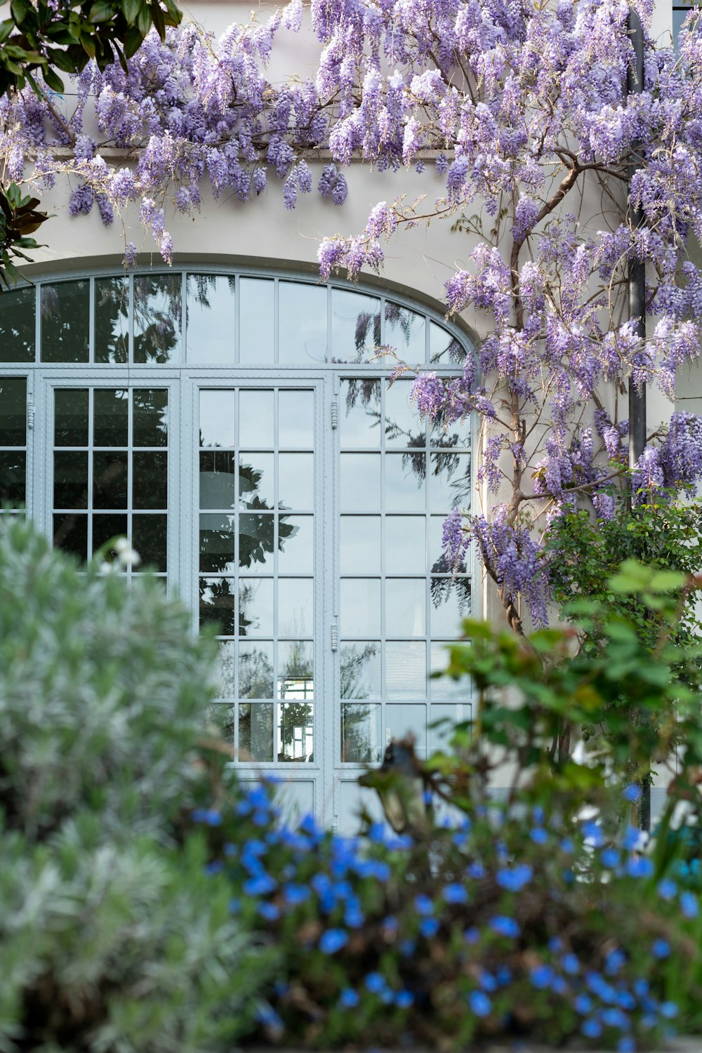 purple flowers in front of white wooden window