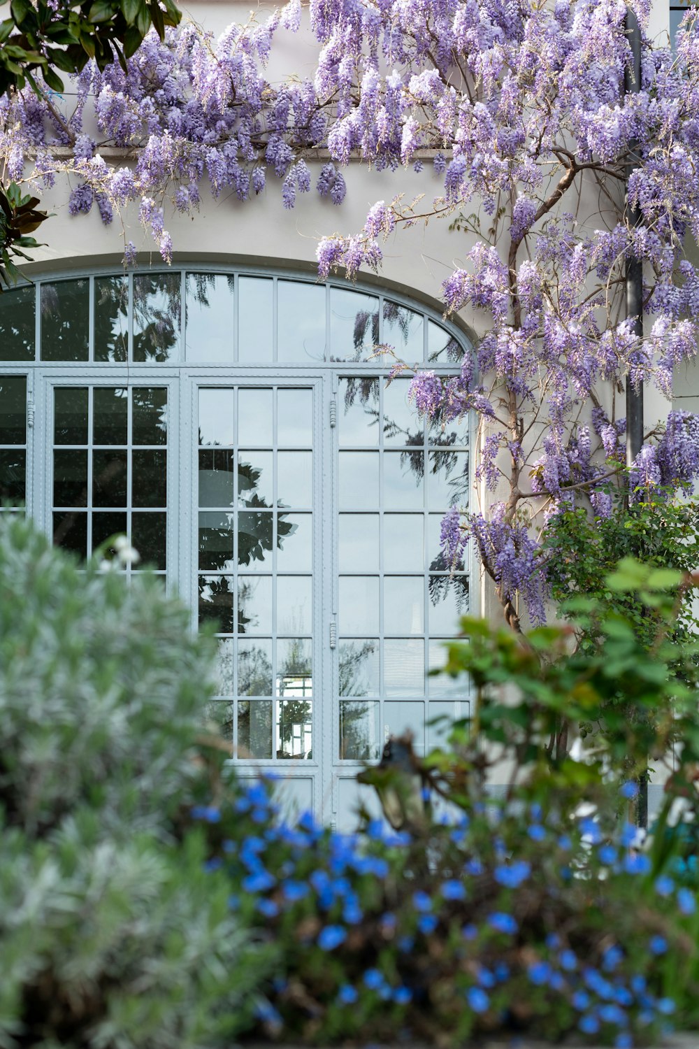 lila Blumen vor weißem Holzfenster