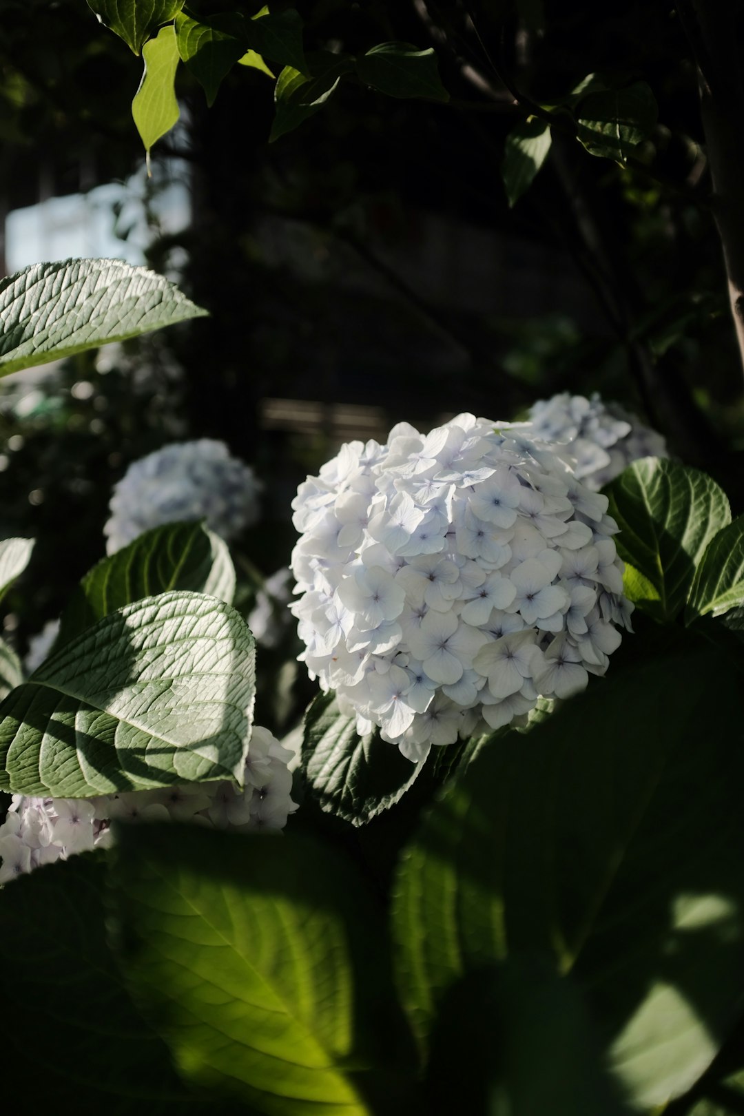 white flower with green leaves