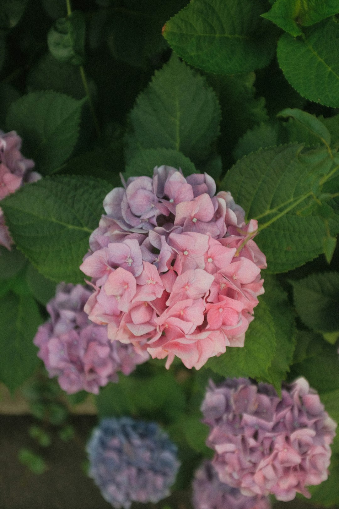 pink flowers with green leaves