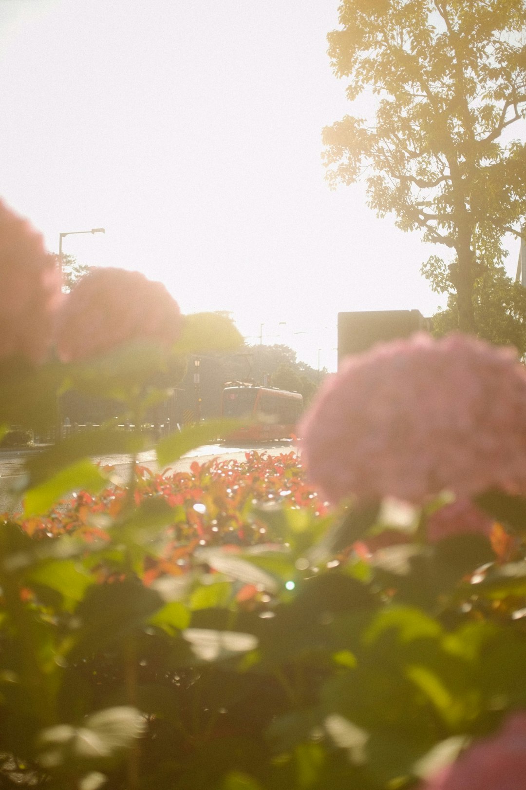 pink flower near green trees during daytime