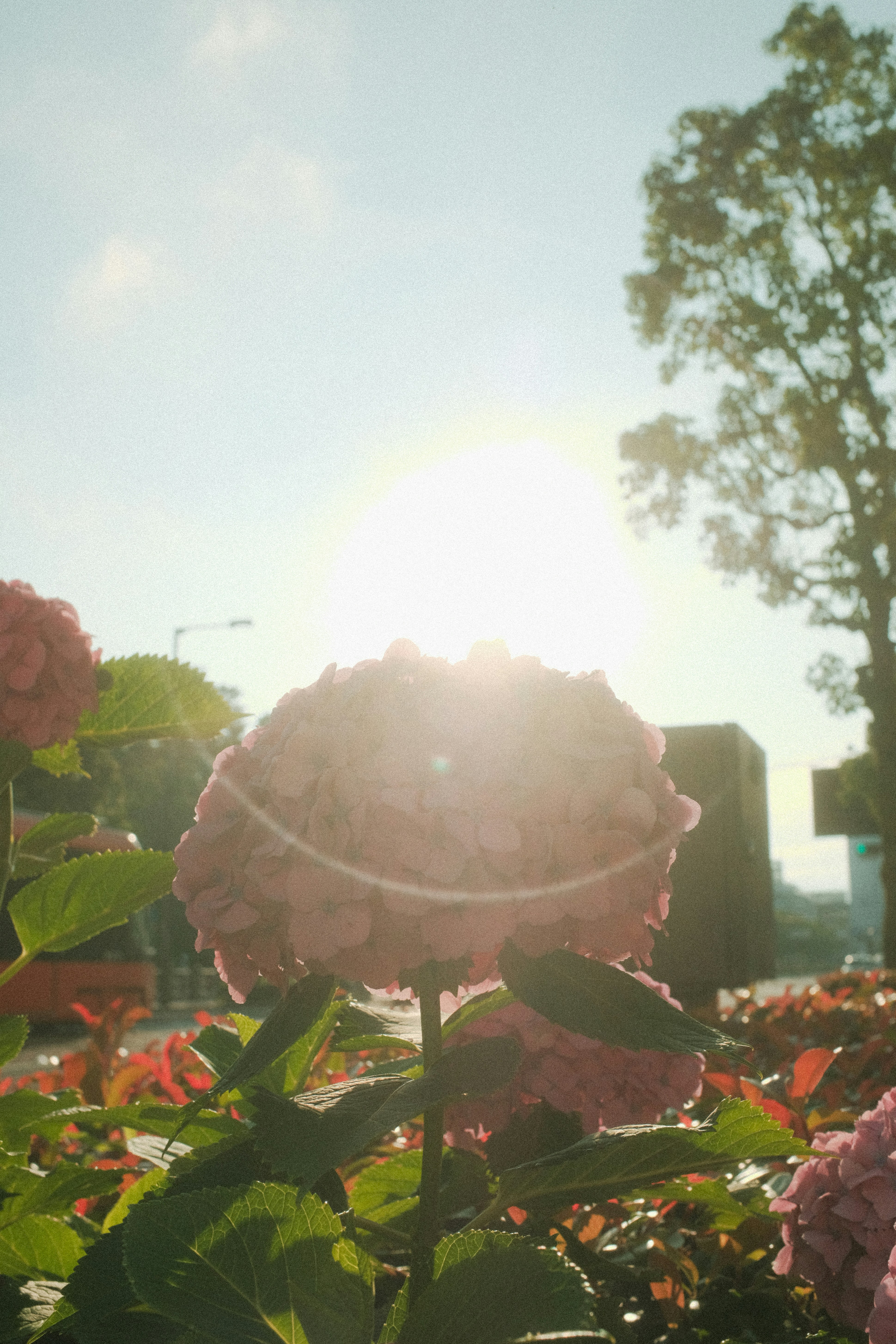 昼間の白い空の下に白とピンクの花