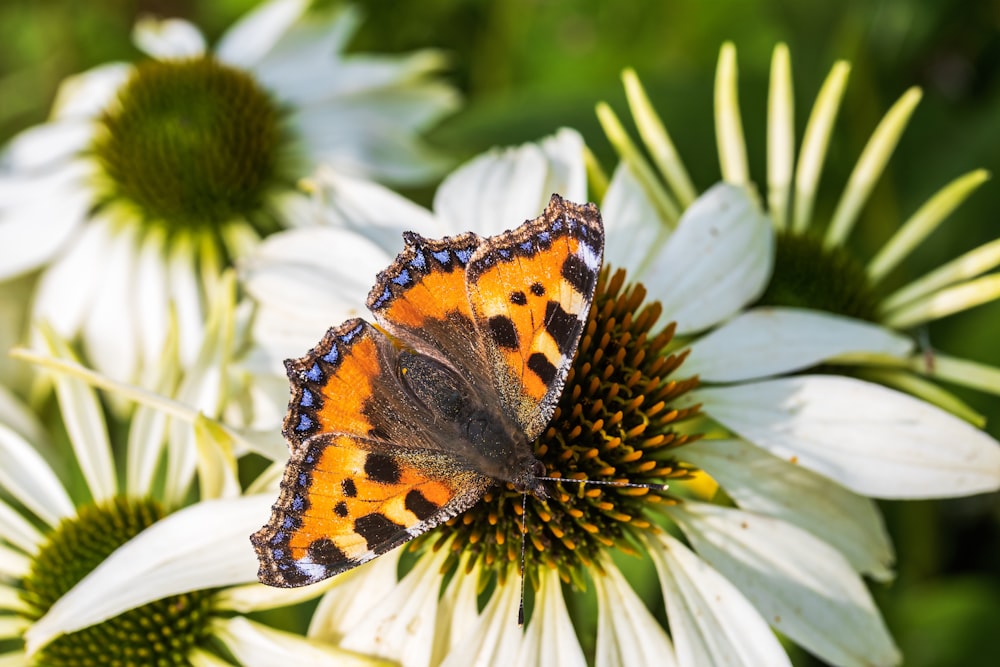 orange black and white butterfly on white flower