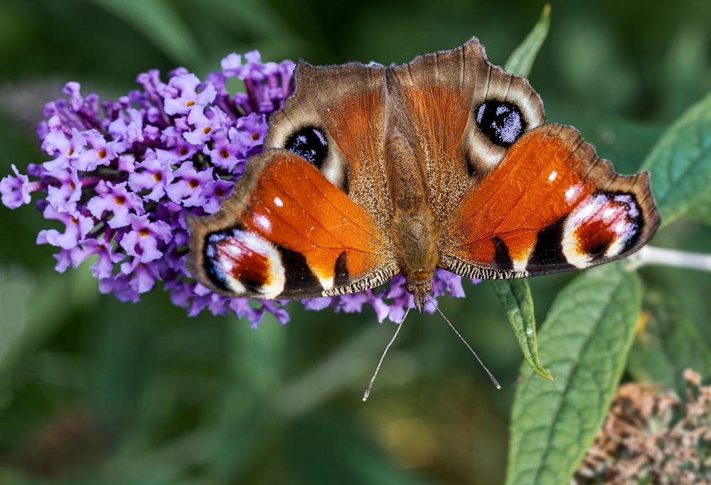 Mariposa pavo real posada en flor púrpura en fotografía de primer plano durante el día