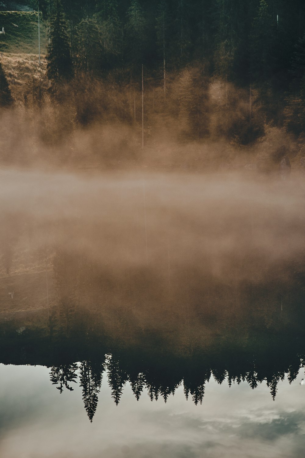 green trees and fog during daytime