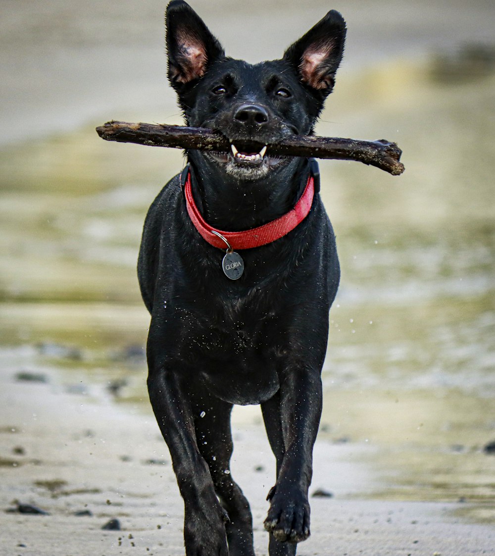 black short coat medium dog with red collar