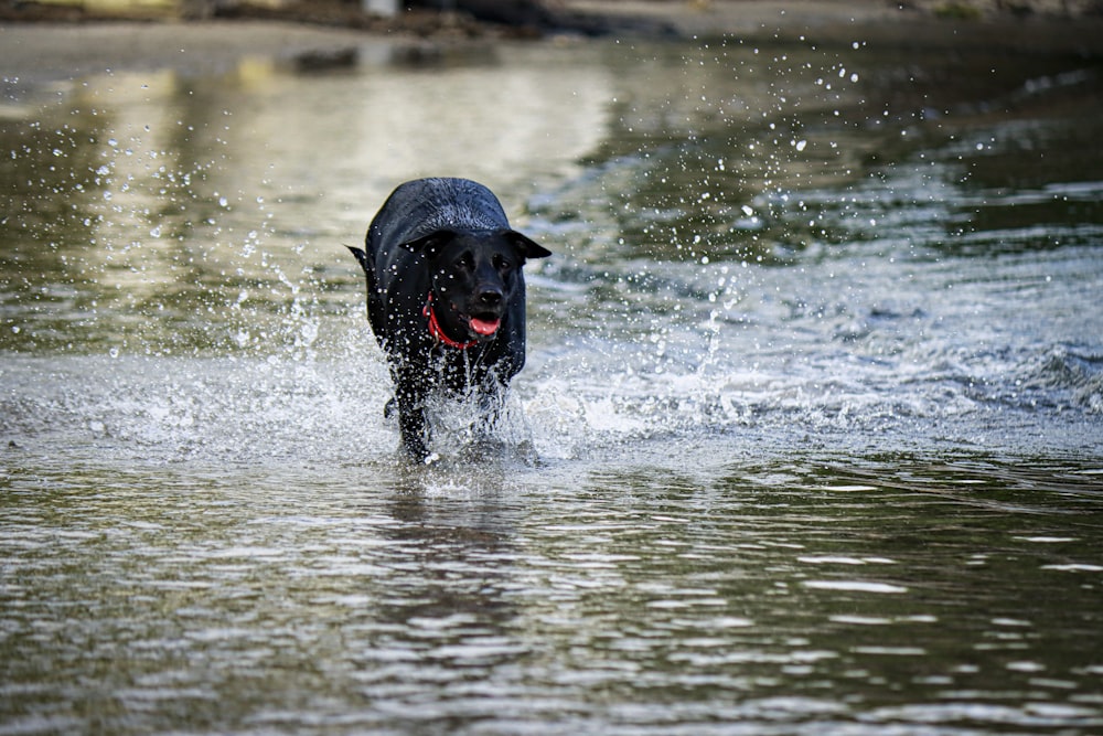 labrador retriever preto que corre na água durante o dia