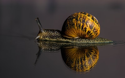 A close-up of a shiny, animated snail with glowing eyes and a quirky shell pattern.