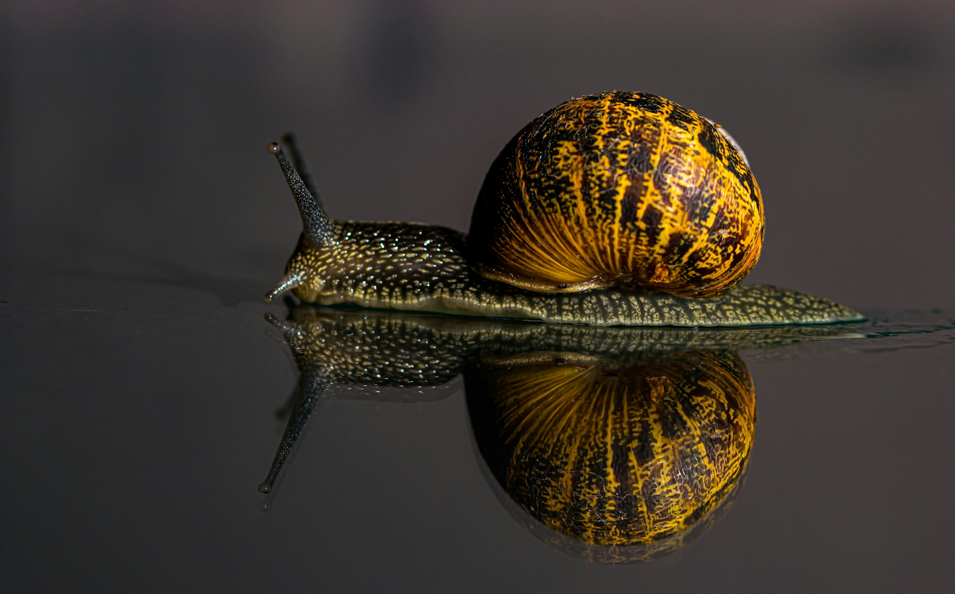 A close-up of a snail with a yellow and black patterned shell gliding on a reflective surface, creating a clear mirror image. The snail's tentacles are extended, and the lighting highlights its textured body.