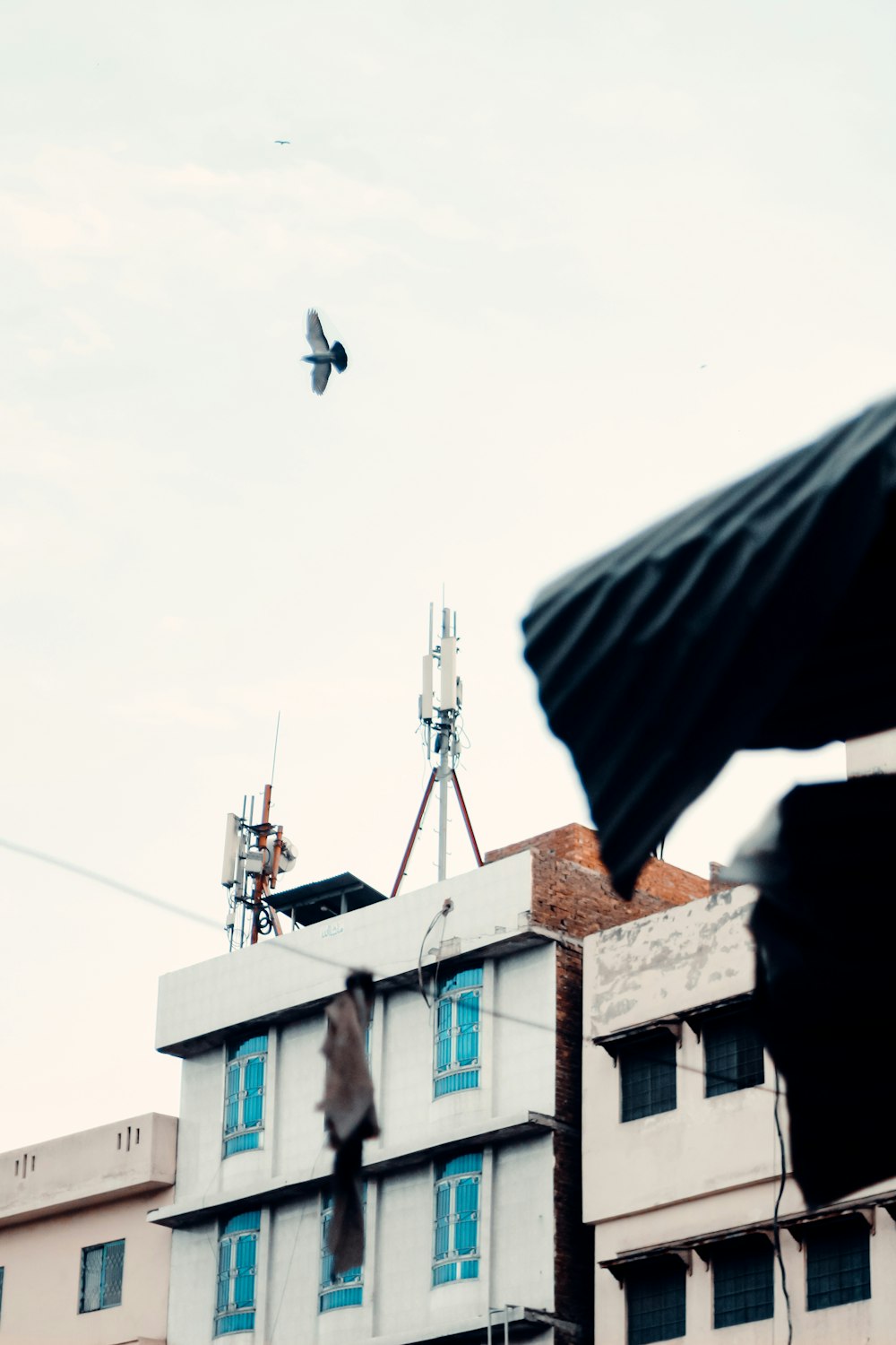 昼間、青と白のコンクリートの建物の上を飛ぶ黒い鳥