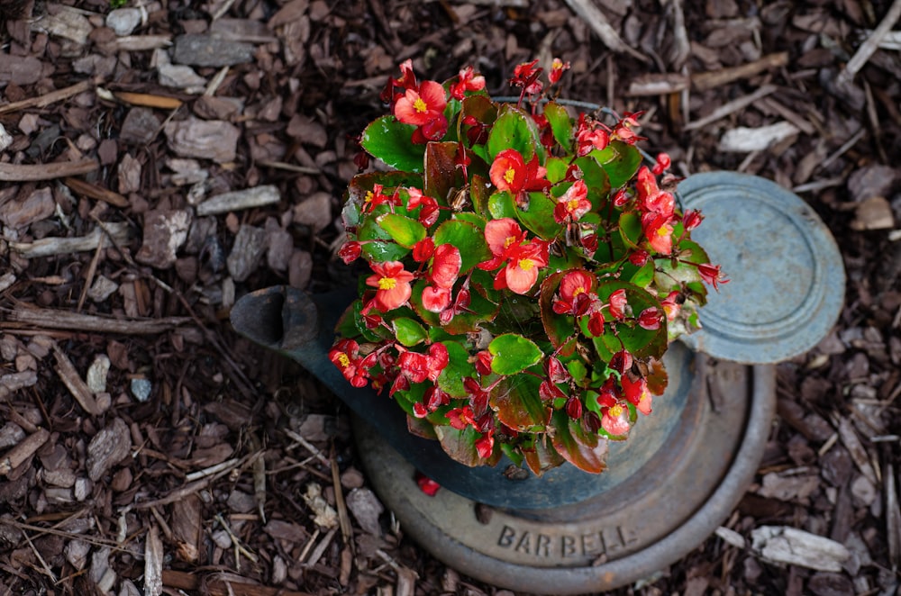 red flowers on gray concrete pot