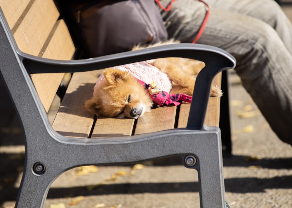 brown pomeranian puppy on black wooden armchair