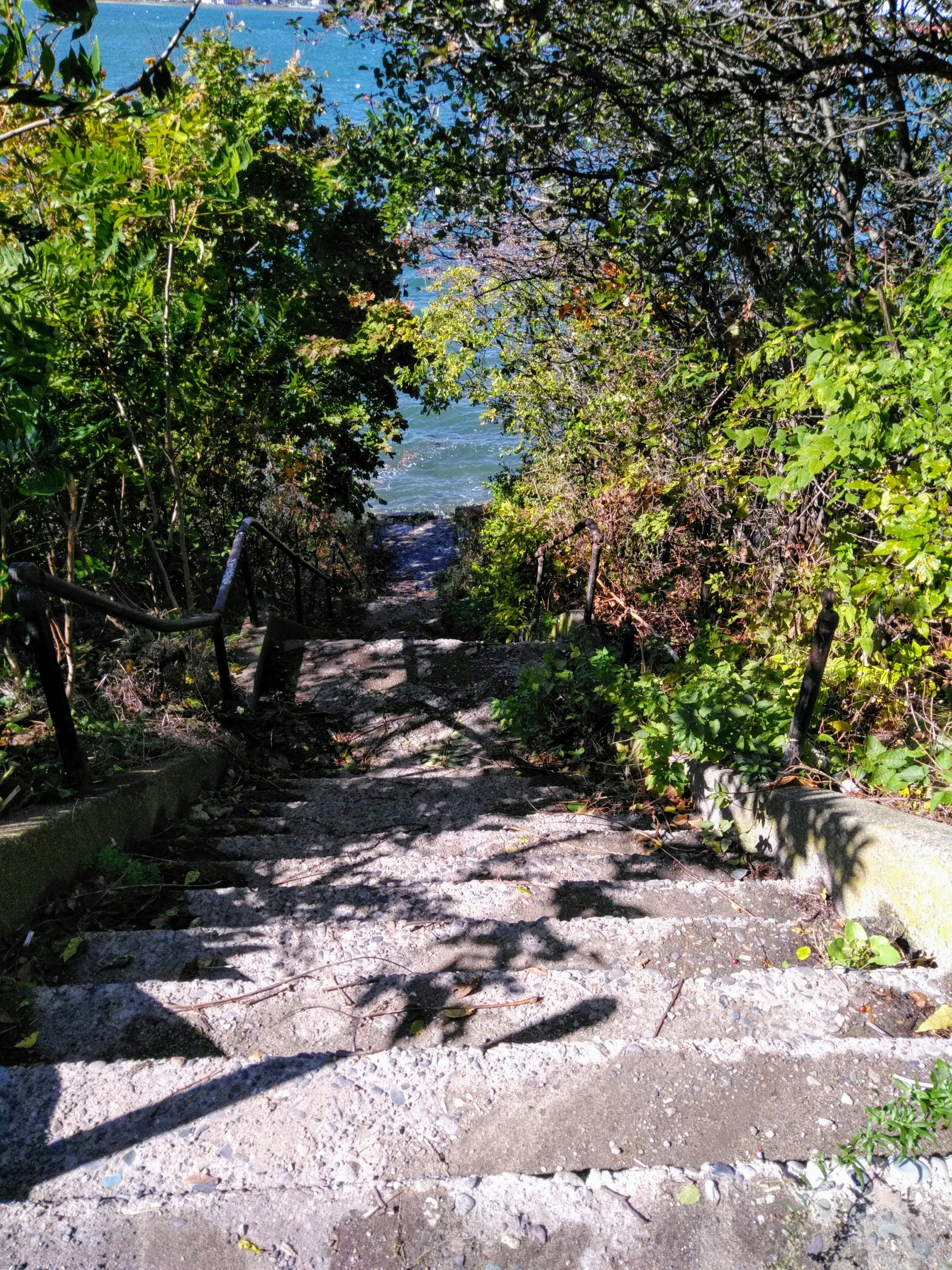 green trees beside river during daytime