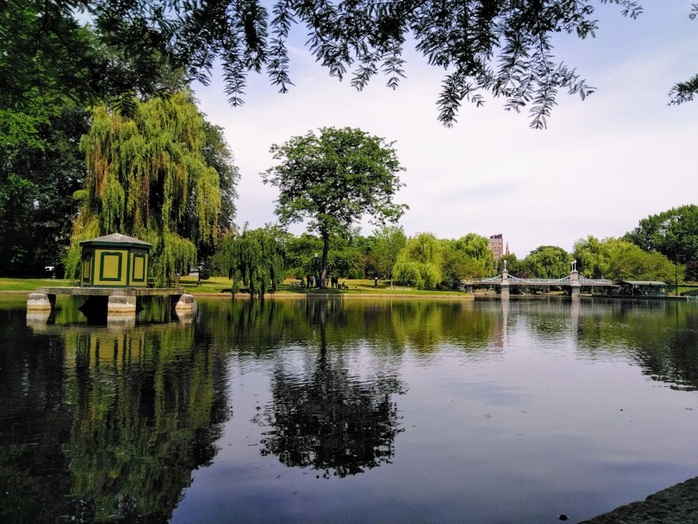 green trees beside lake during daytime