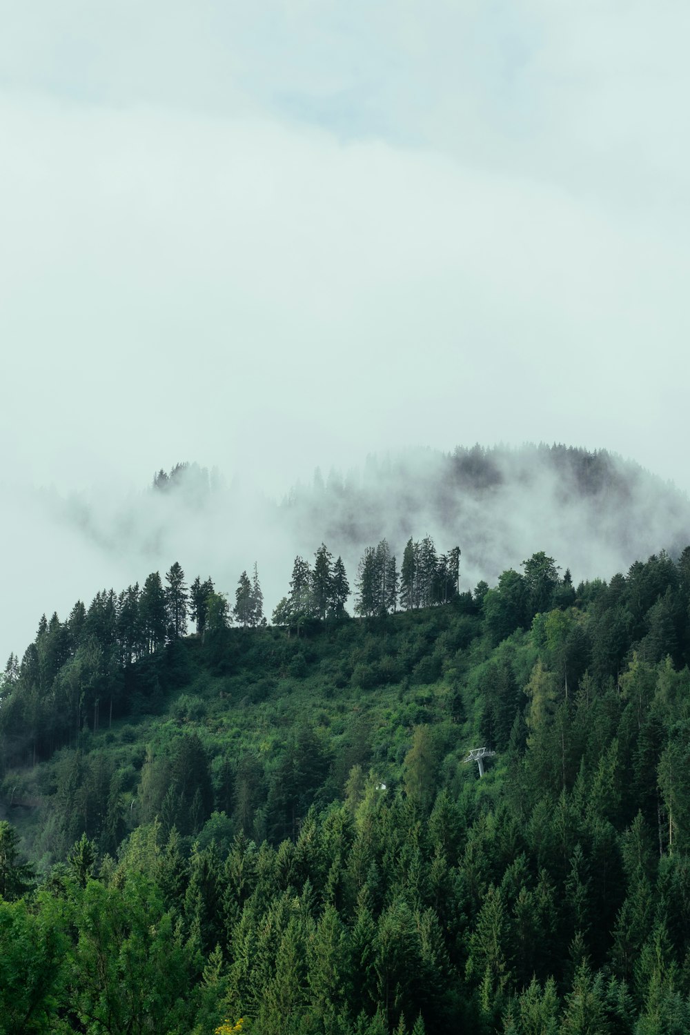 green trees on foggy weather