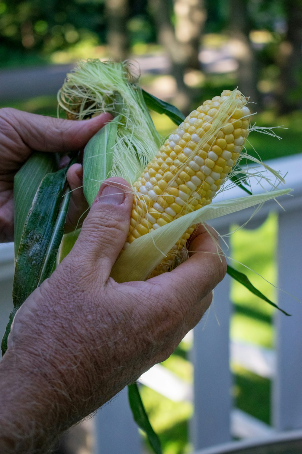 person holding corn during daytime