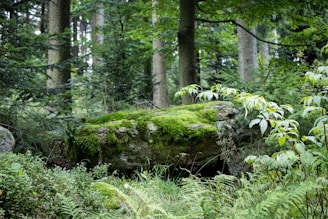 green moss on brown tree trunk in the forest during the summer season