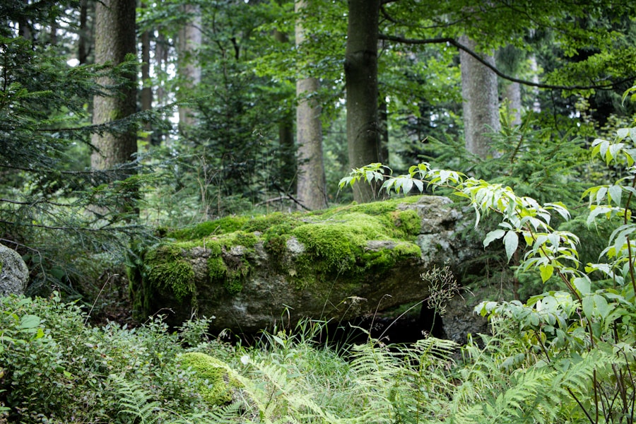 green moss on brown tree trunk in the forest during the summer season