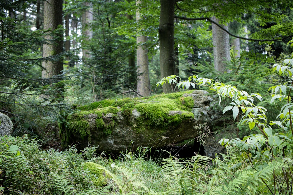 musgo verde no tronco marrom da árvore