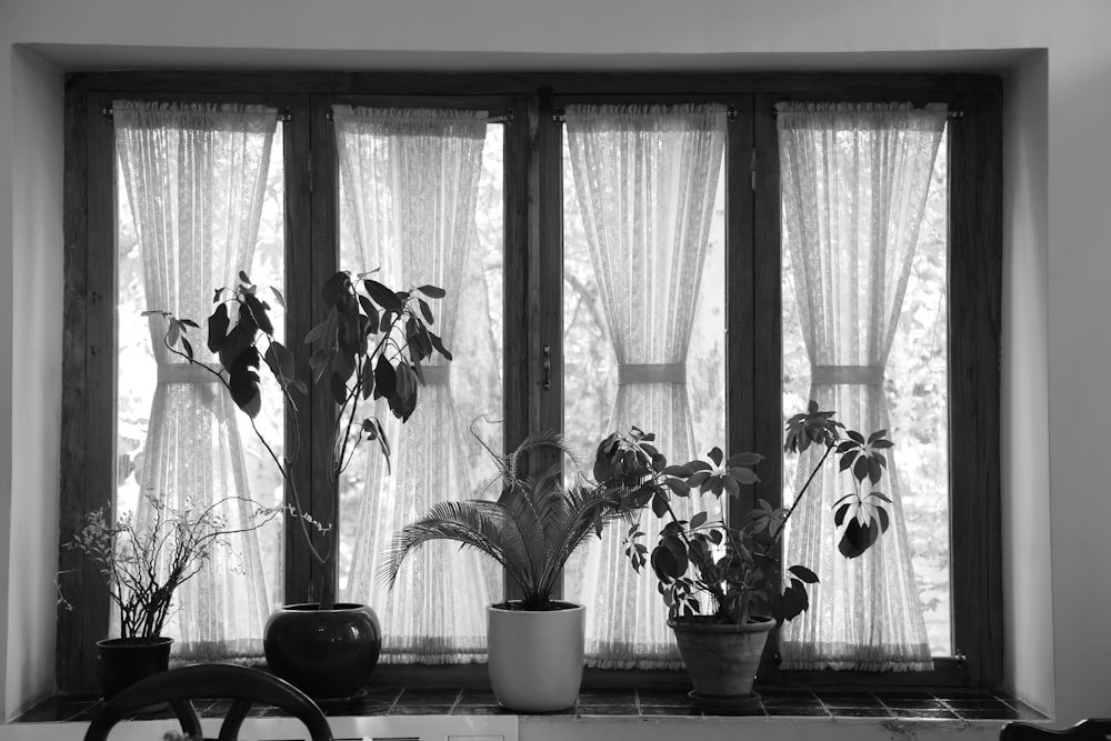 grayscale photo of potted plants near window