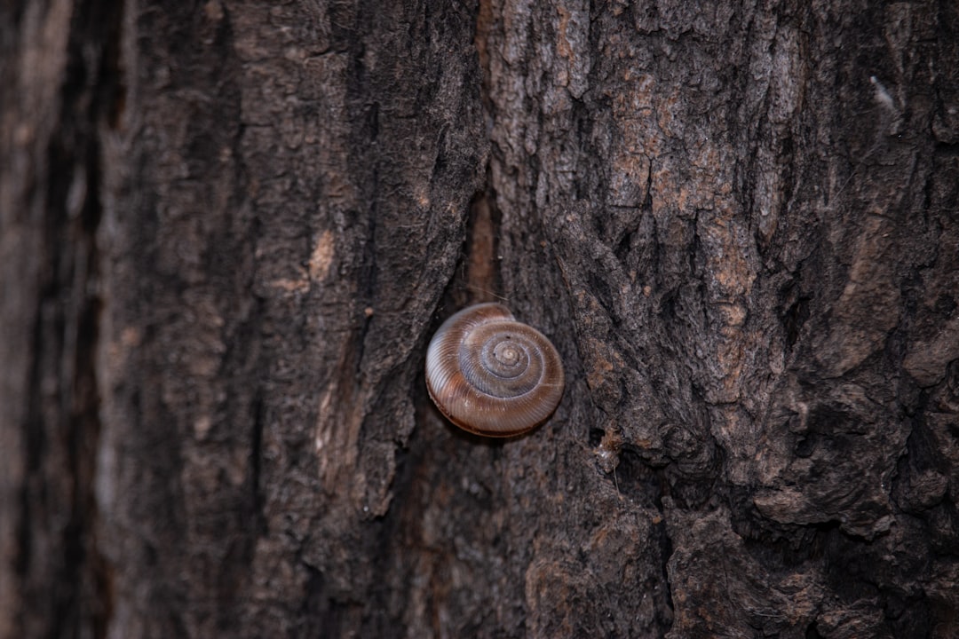 brown snail on brown tree trunk