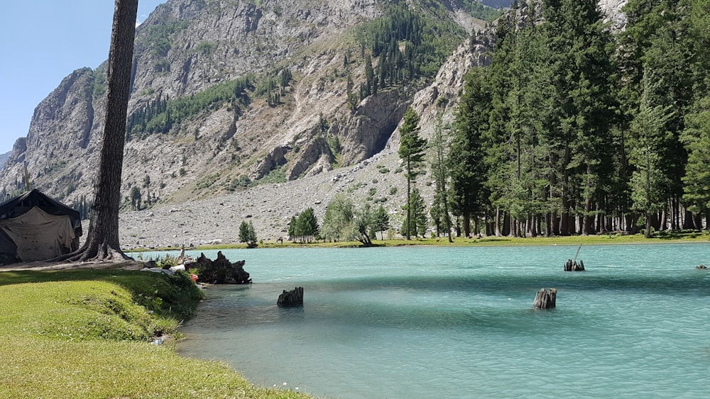 green trees near body of water during daytime