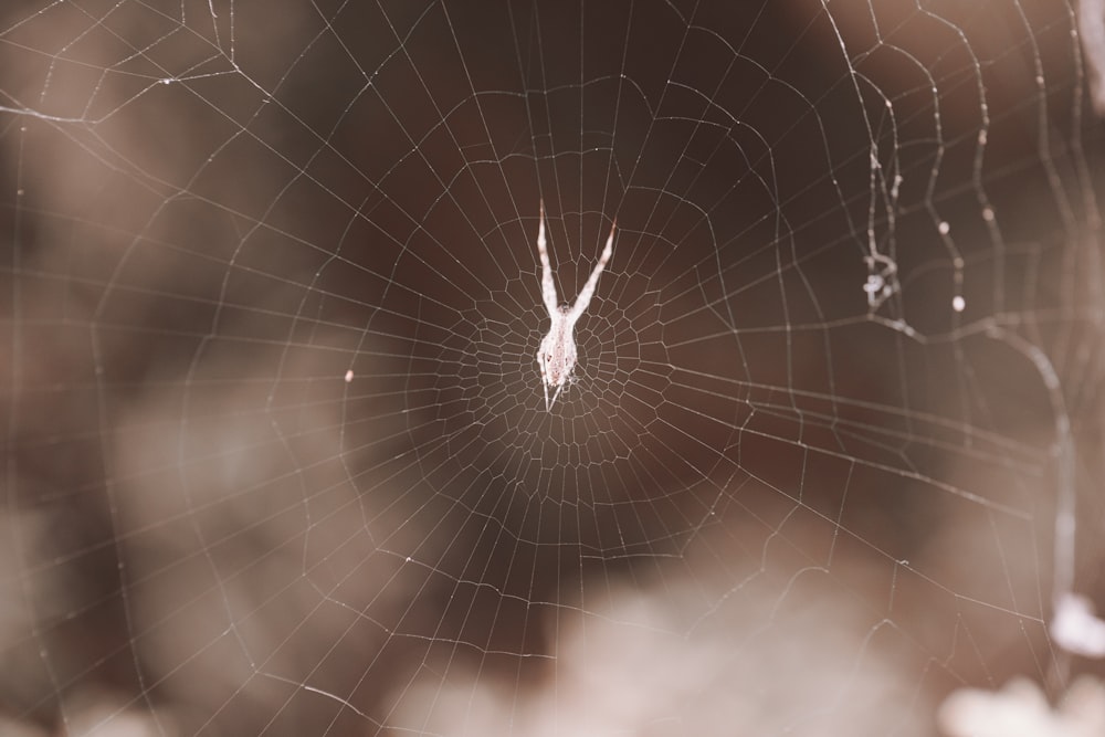 Spinnennetz in Nahaufnahmen