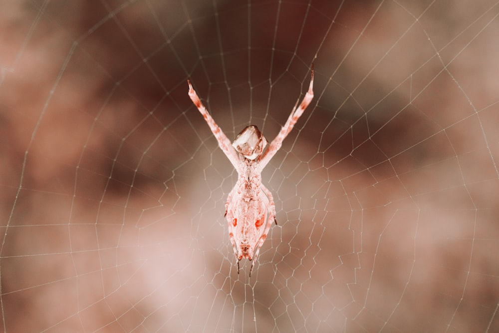 brown and white spider web in close up photography
