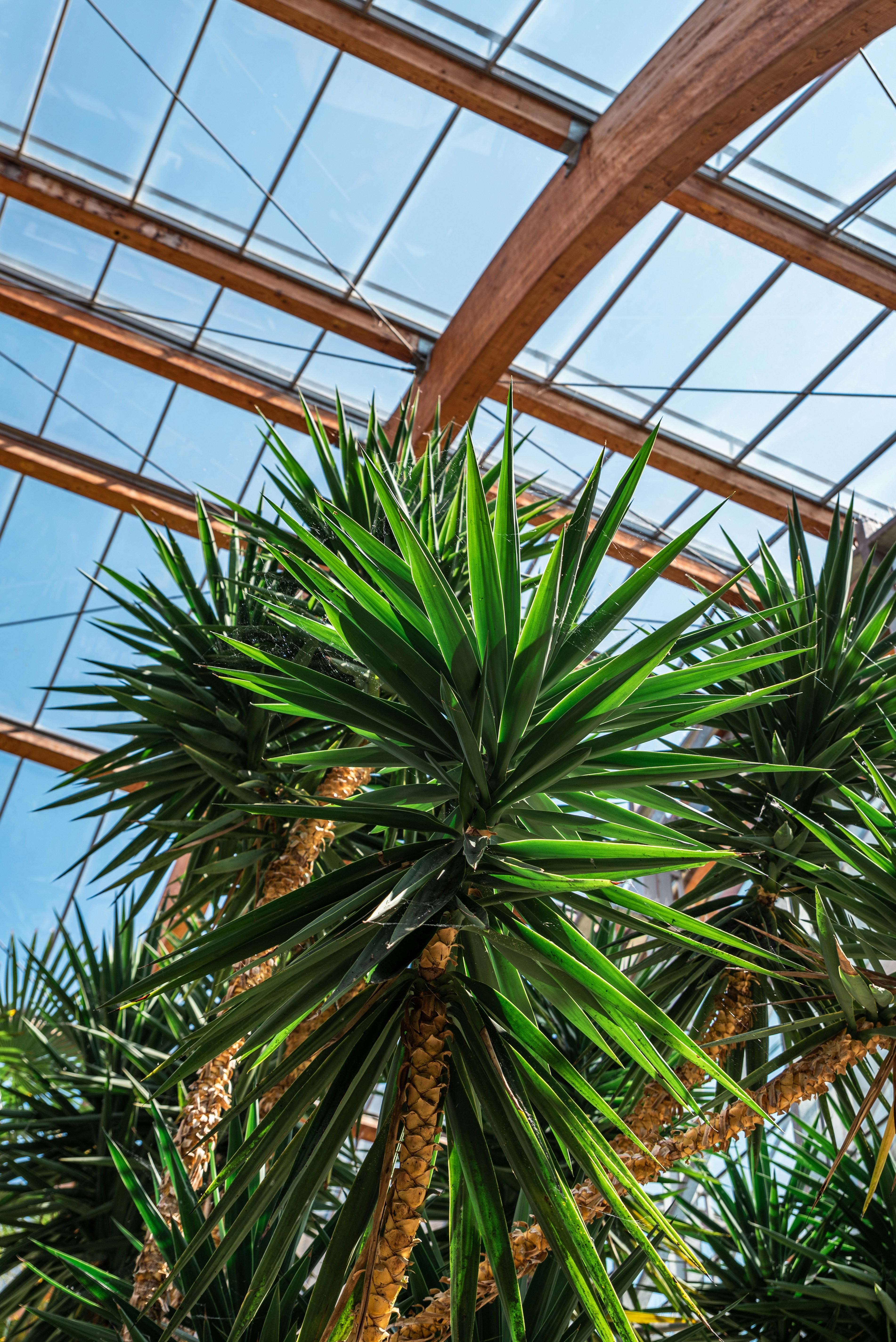 Palm tree in winter garden greenhouse.