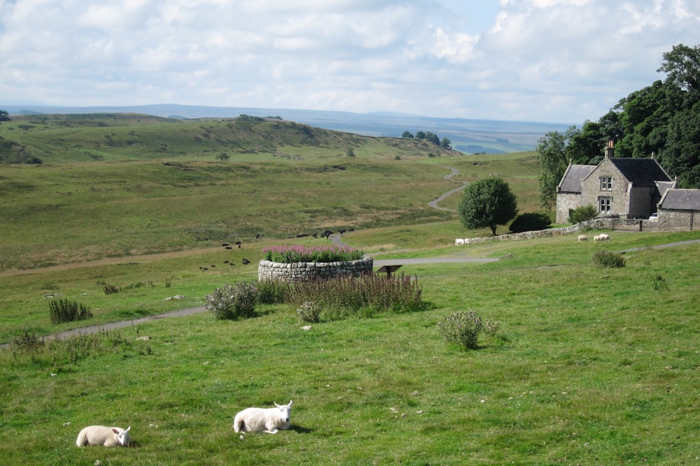 white short coated dog on green grass field during daytime