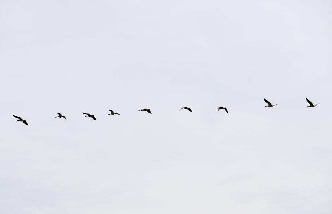 flock of birds flying under white clouds during daytime