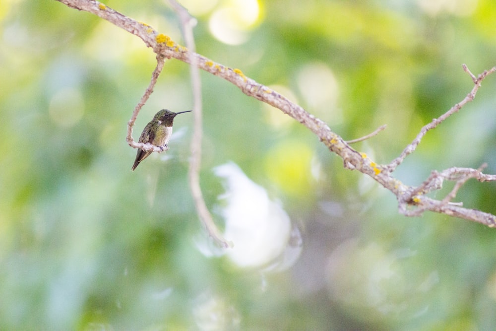 brown humming bird on brown tree branch during daytime