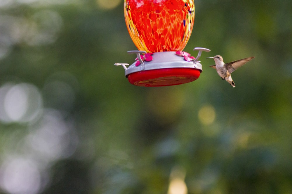 pájaro rojo y amarillo en comedero para pájaros rojo y blanco