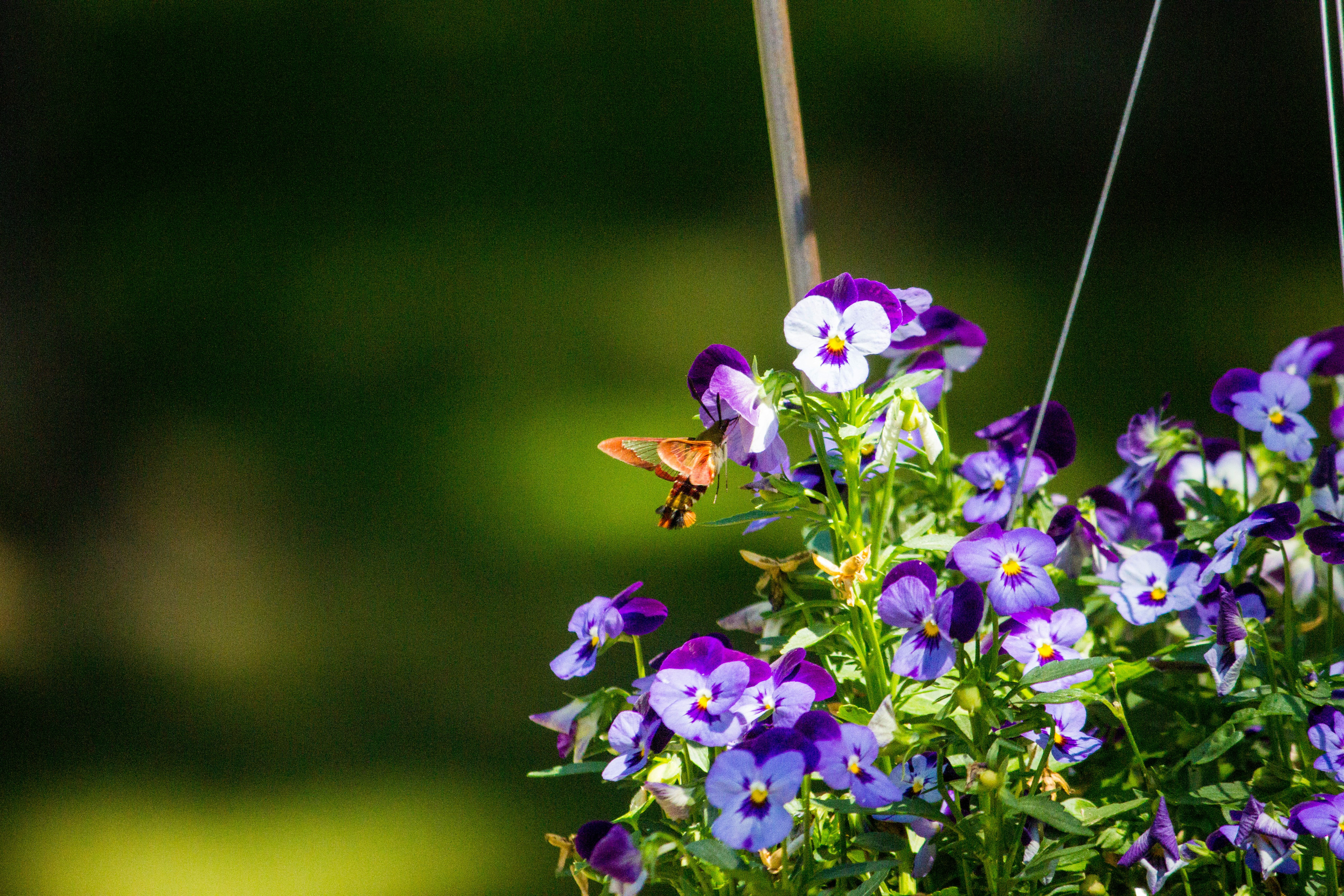 A colorful hummingbird moth visits the pansies in a hanging flower basket on the deck.