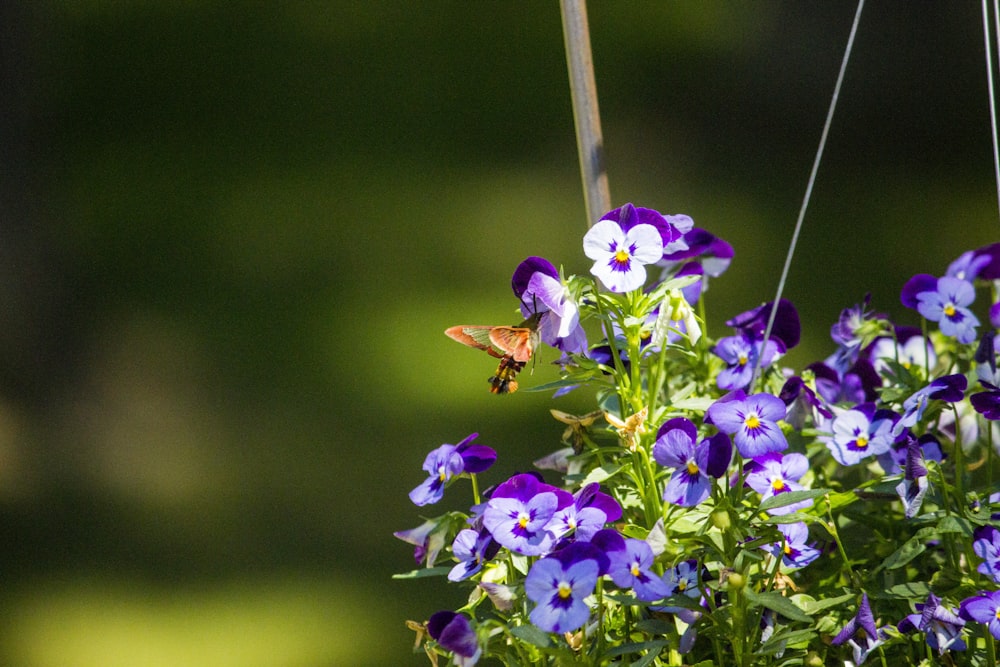 purple flower with brown and black bee