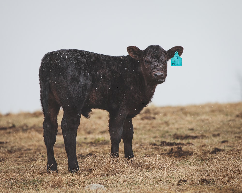 black cow on brown grass field during daytime