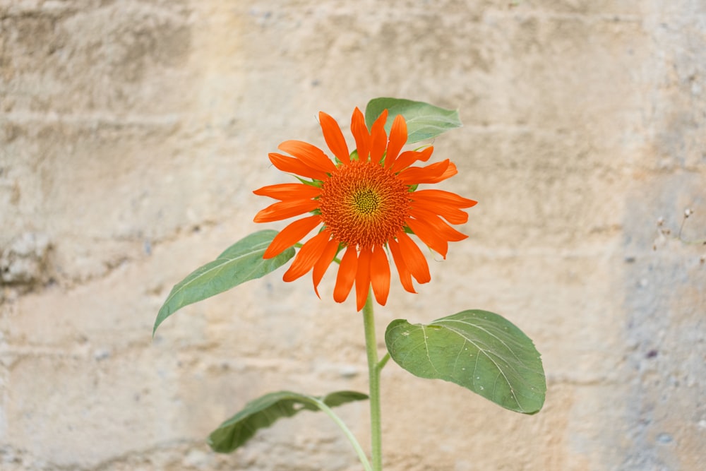 red and yellow flower in bloom during daytime