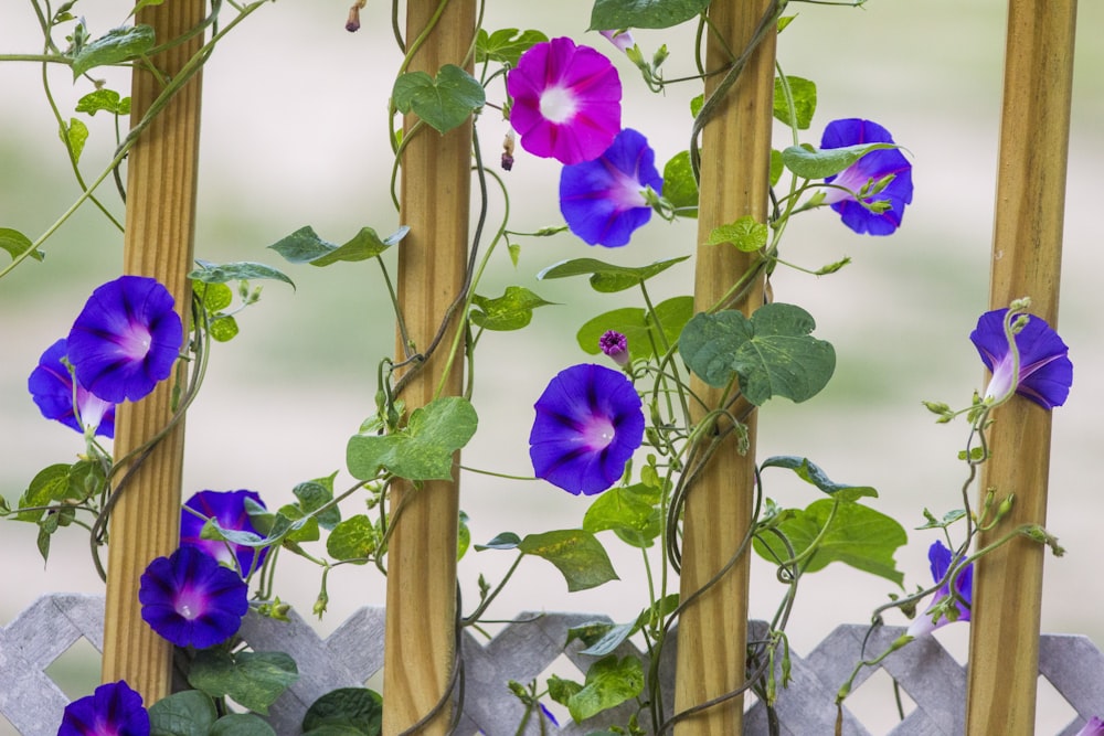 purple flowers on brown wooden stick