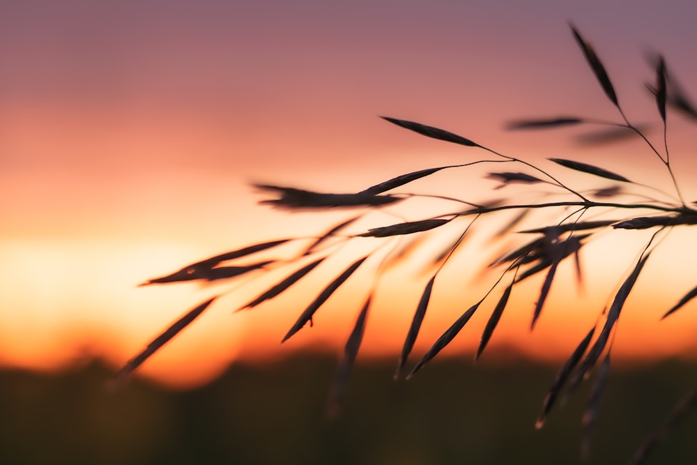 silhouette of grass during sunset