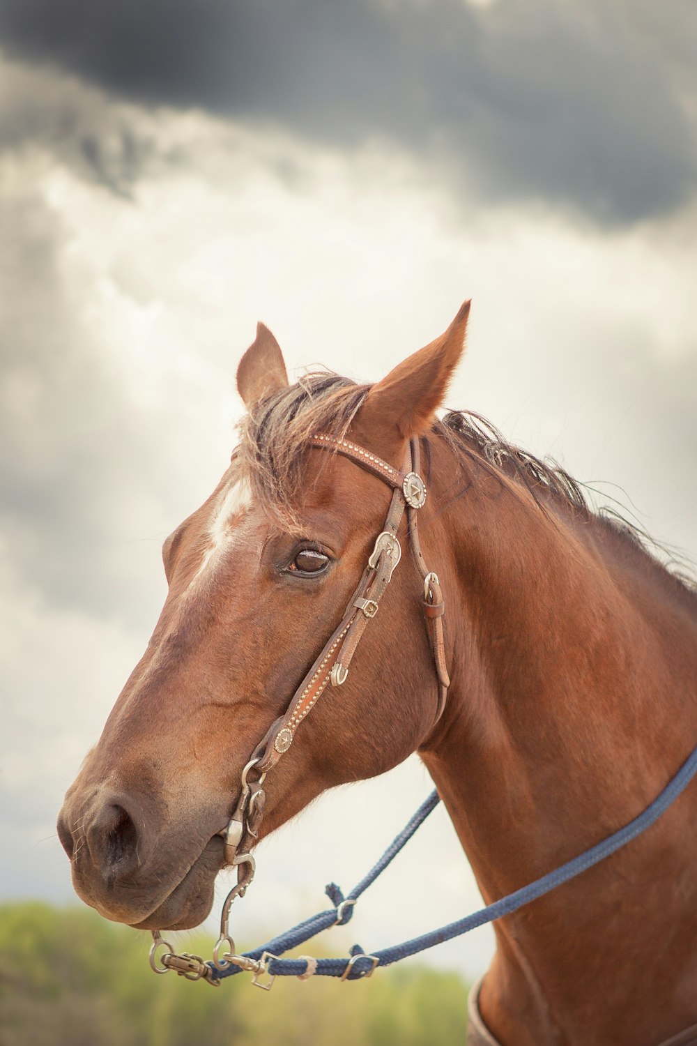 brown horse under white clouds during daytime