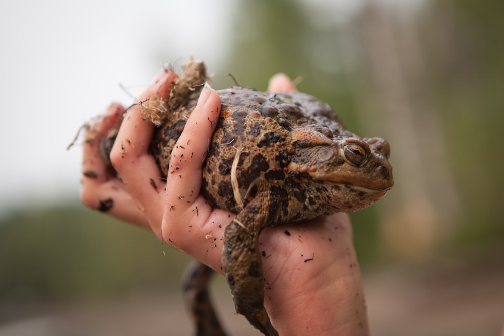 brown frog on persons hand