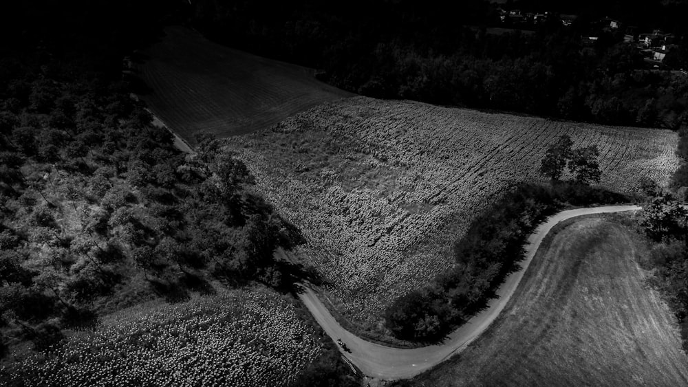 grayscale photo of road in between trees