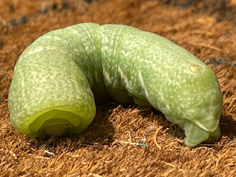 green crocodile on brown dried leaves