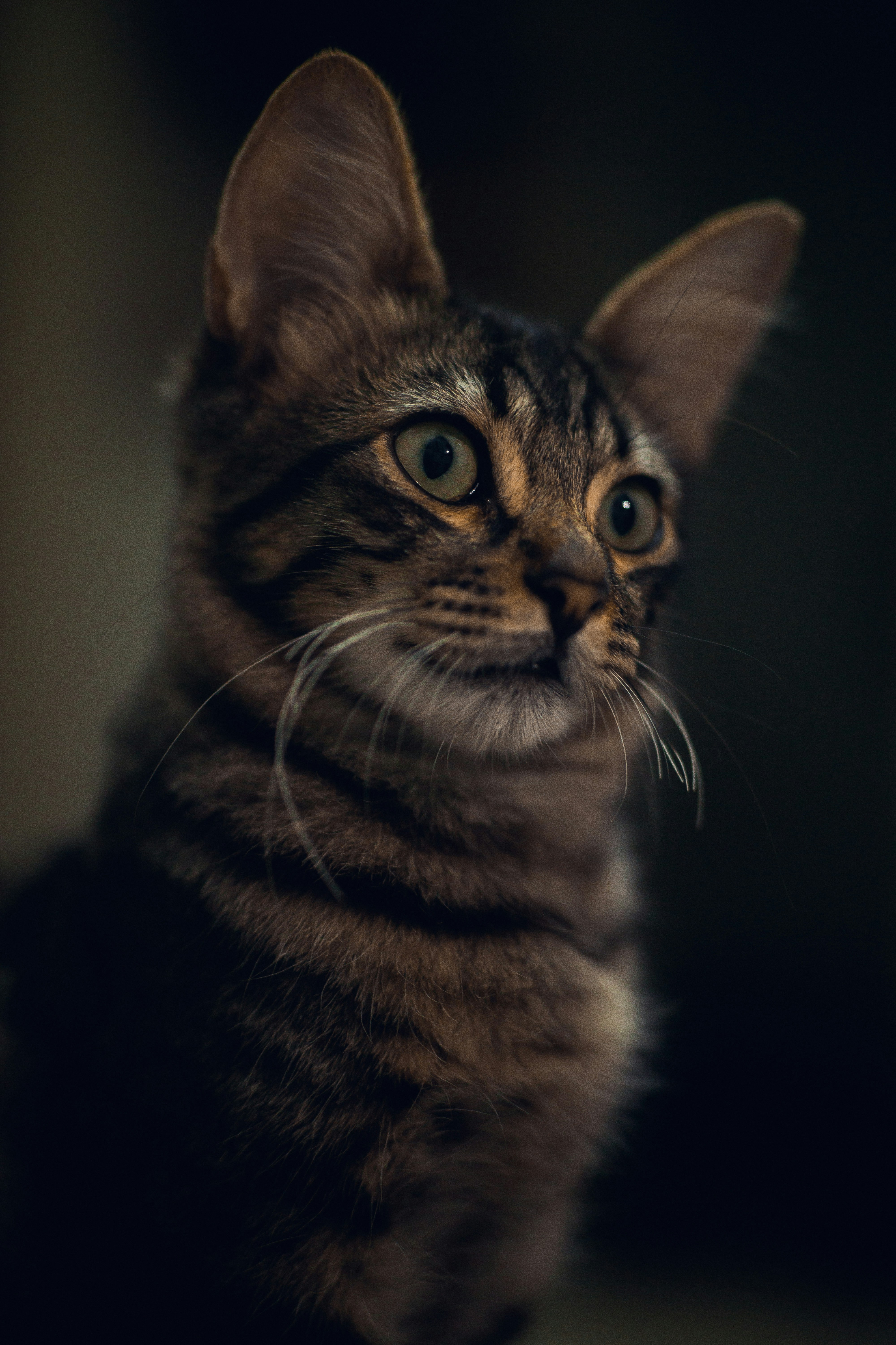 brown tabby cat in close up photography