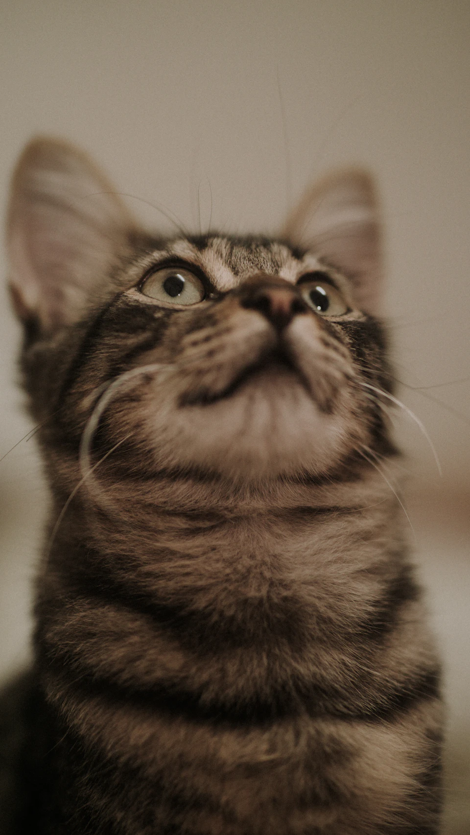 Small, striped kitten sits on hind legs against white background, staring upwards intensely