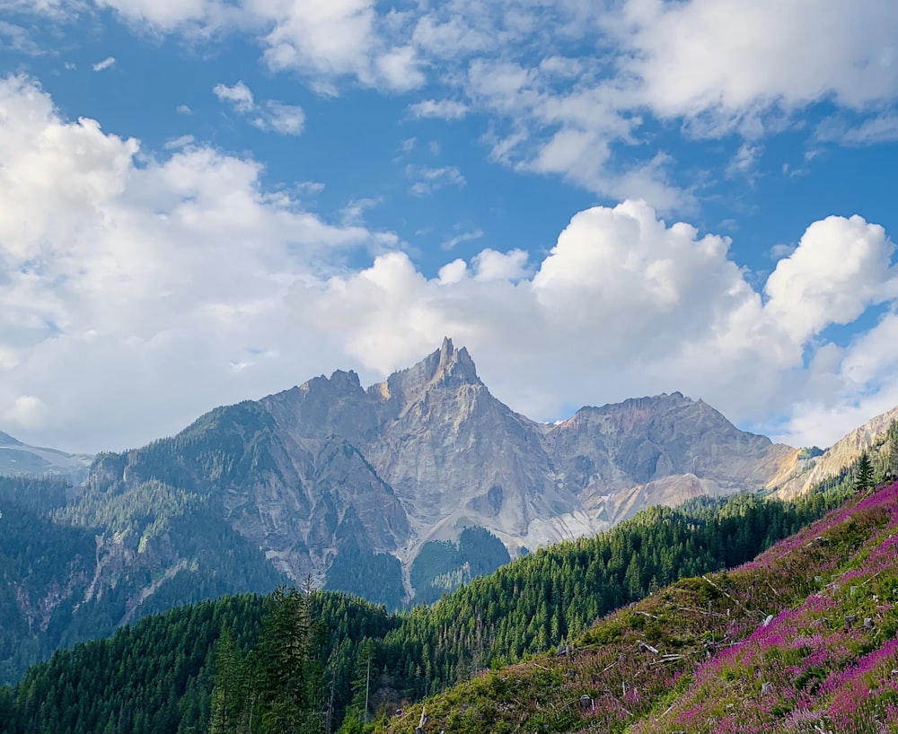 green trees on mountain under white clouds and blue sky during daytime