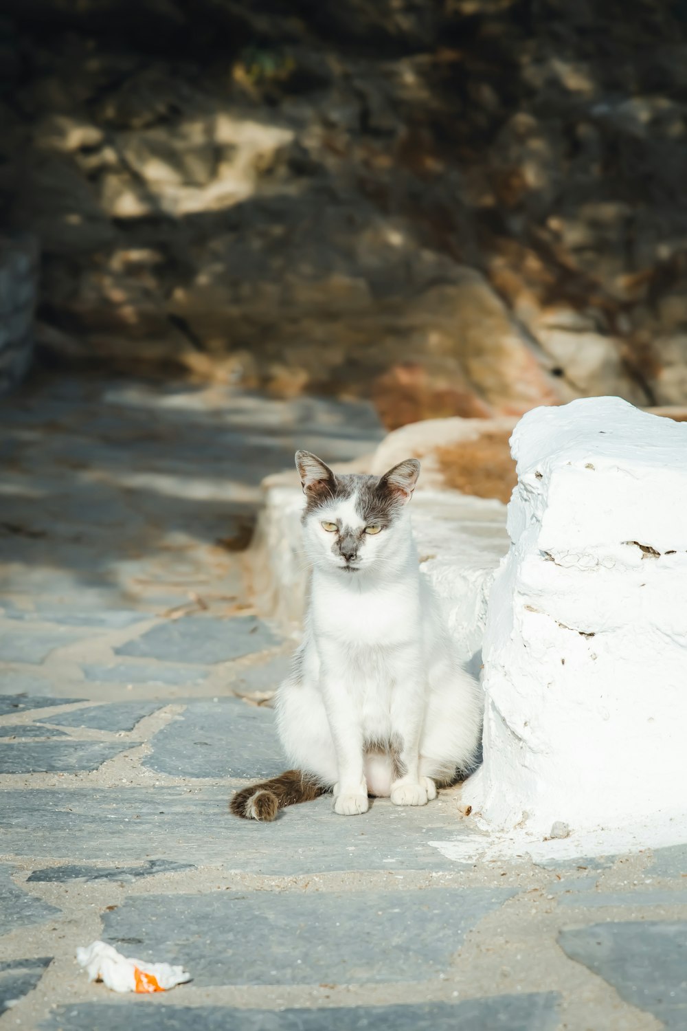 white and brown cat on white snow