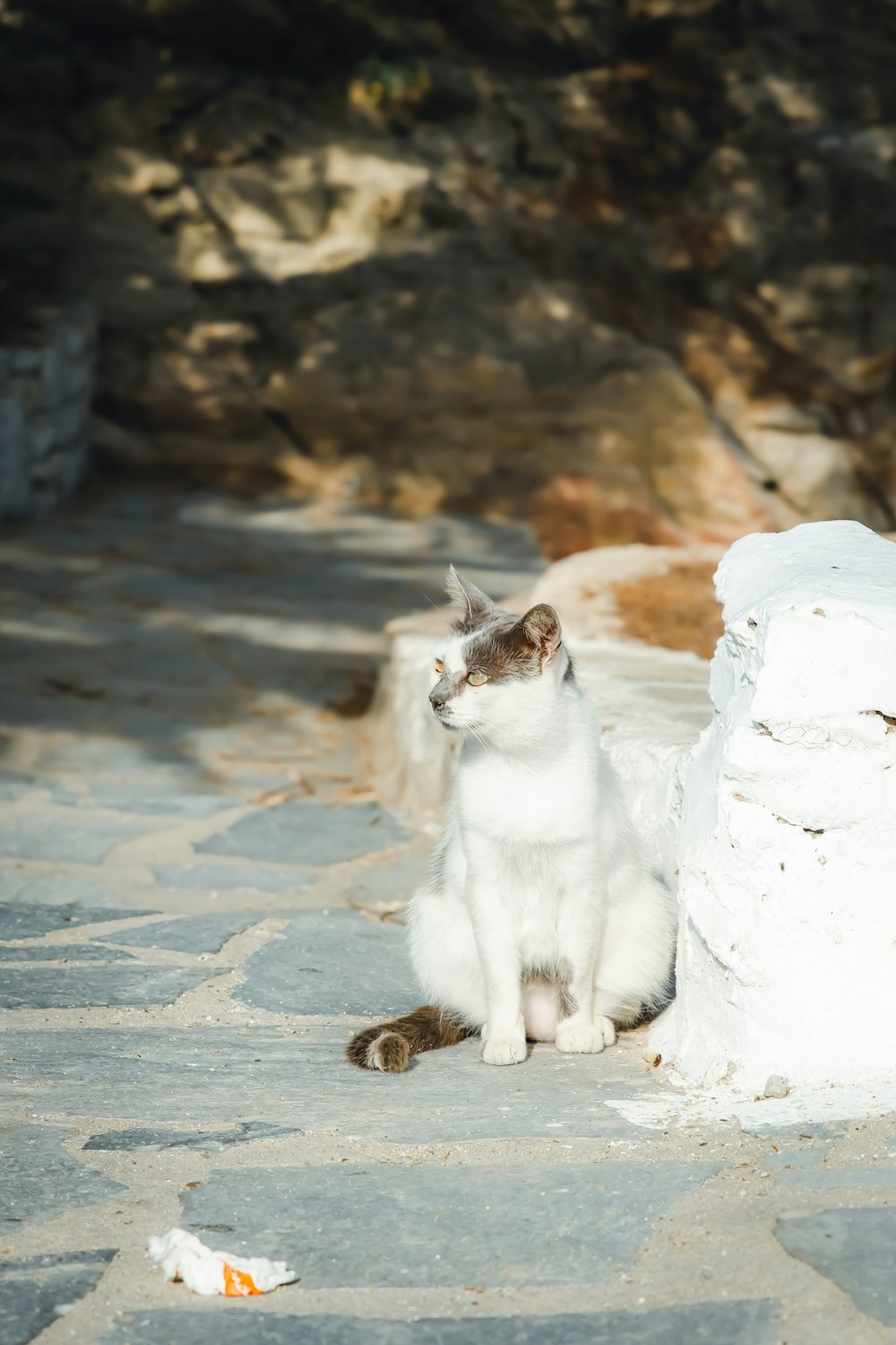 白い雪の上の白と茶色の猫
