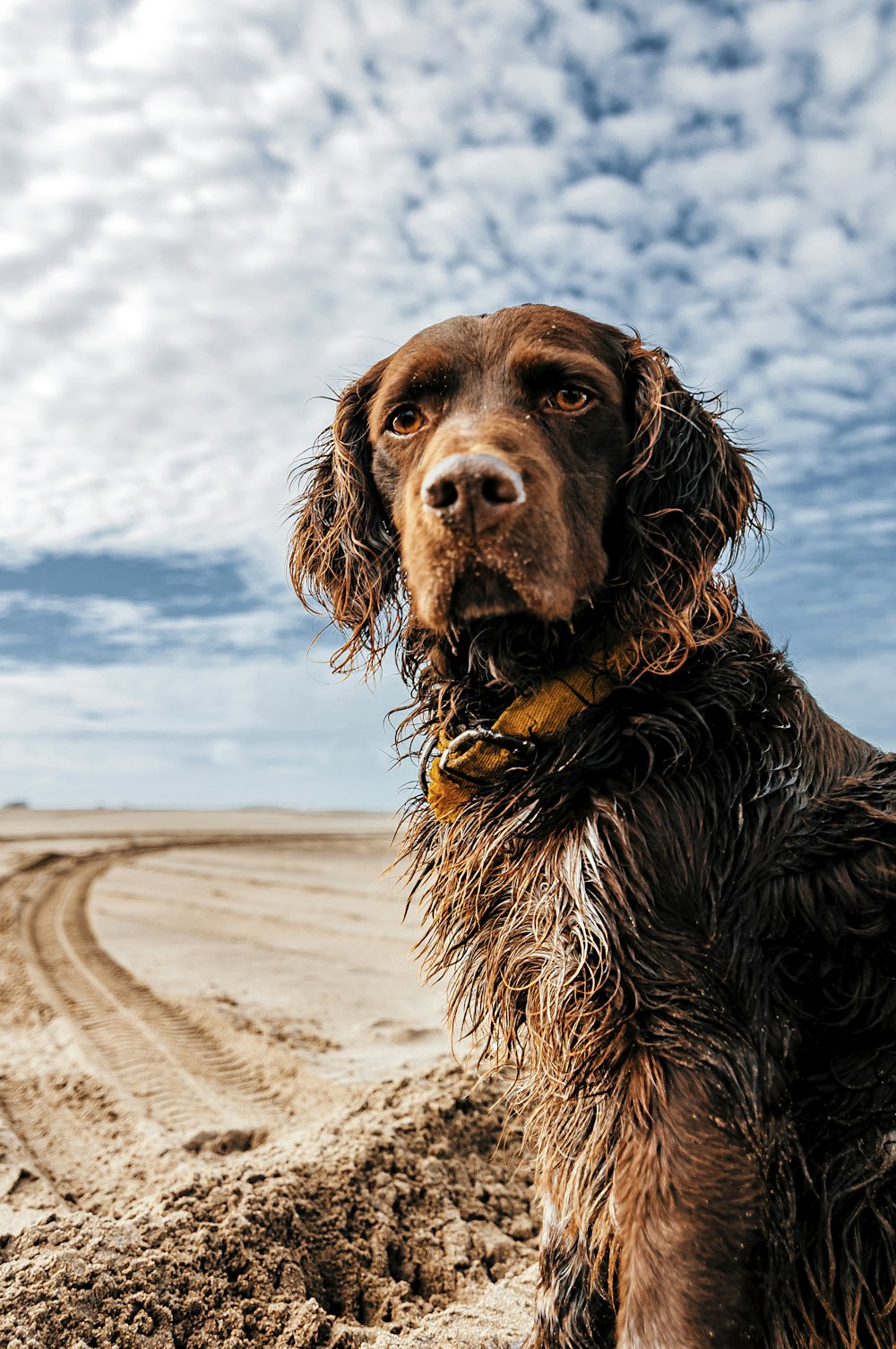 brown long coated dog on brown sand during daytime