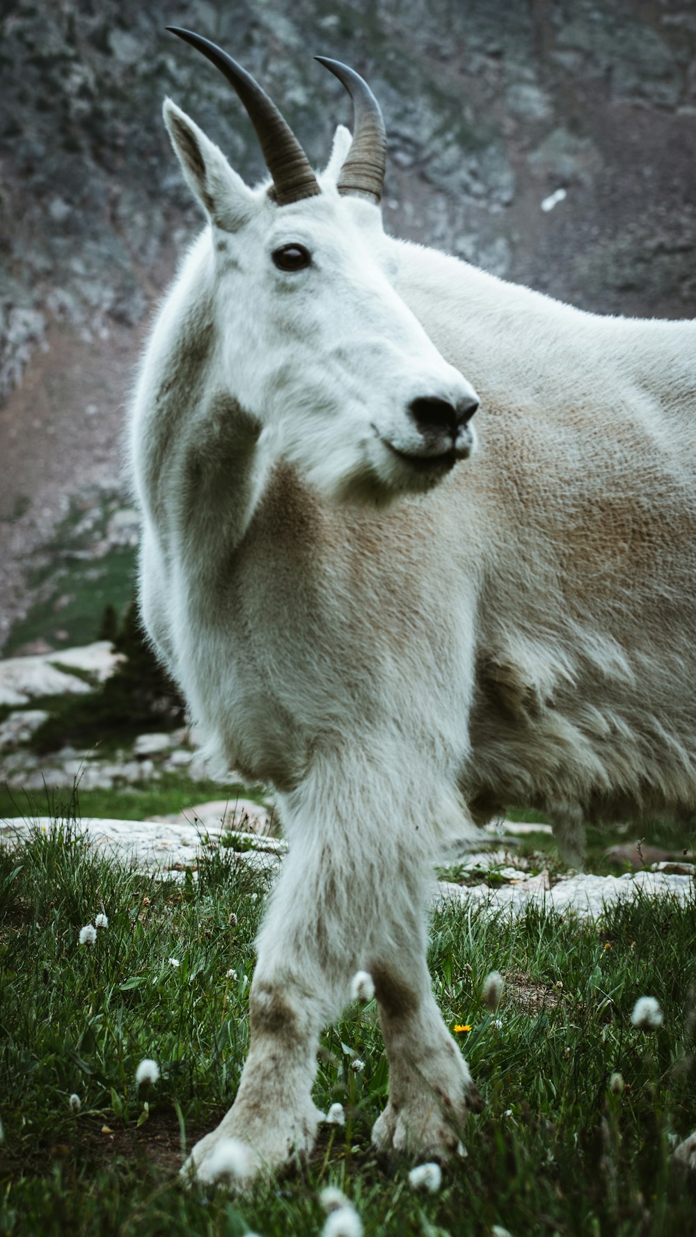 white sheep on green grass during daytime